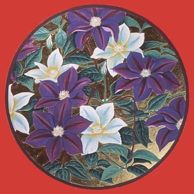Clematis